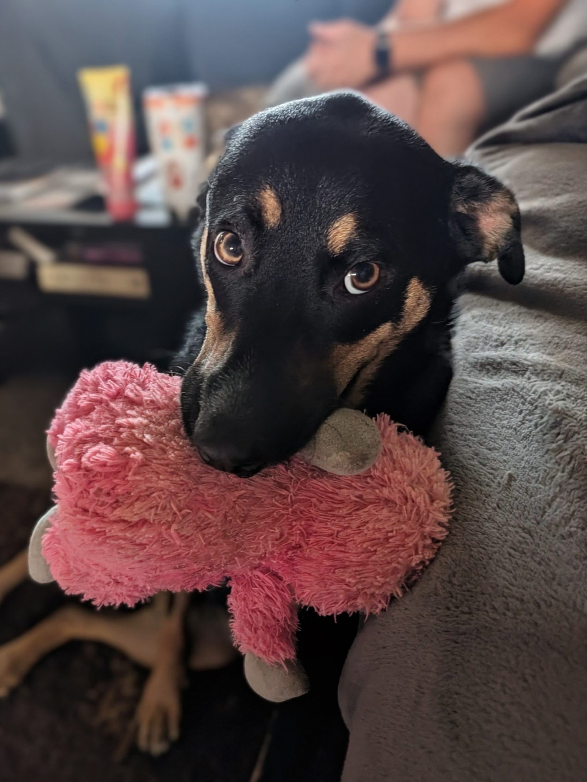 Buddy Bear